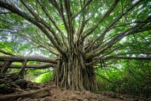 Tree growth mindset